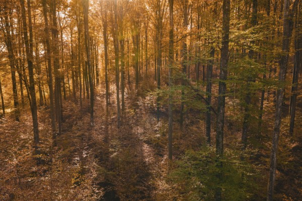 Sunlight illuminates an autumnal forest with warm colors, Gechingen, Calw district, Germany