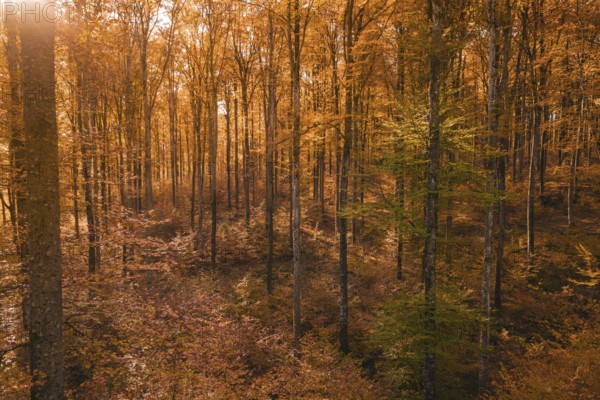Forest in autumn with enchanting light and shadow of orange leaves, Gechingen, Calw district, Germany