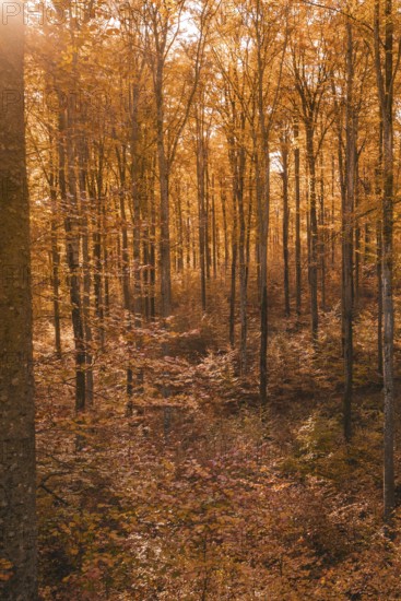 Quiet autumn forest with impressive trees and warm orange sunshine, Gechingen, Calw district, Germany