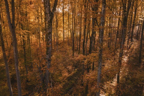 Autumn forest in warm sunlight with orange and brown tree-rich leaves, Gechingen, Calw district, Germany