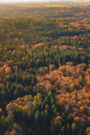 Aerial view of an autumnal mixed forest with green and orange-brown trees, Gechingen, Calw district, Germany