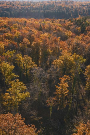 Autumn forest with thick, colorful rows of trees, Gechingen, Calw district, Germany