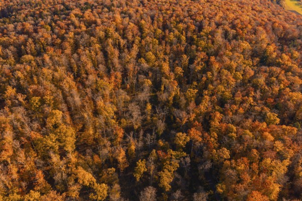 Extensive autumn forest with thick leaves in warm tones, Gechingen, Calw district, Germany