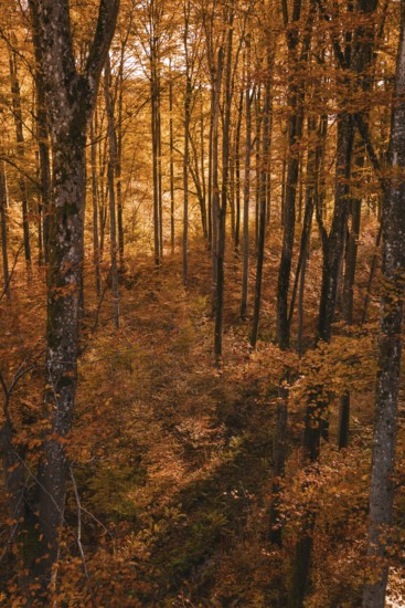 Dense autumn forest with intense orange and brown leaves in the light, Gechingen, Calw district, Germany