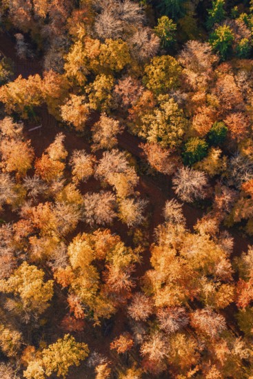 Colourful tree crowns from a bird's eye view in warm autumn colors, Gechingen, Calw district, Germany