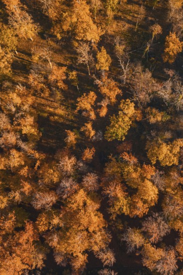 Aerial view of autumn-colored trees with various shades, Gechingen, Calw district, Germany