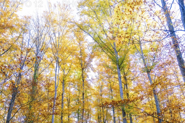 View of the colors of an autumnal forest with bright leaves, Gechingen, Calw district, Germany