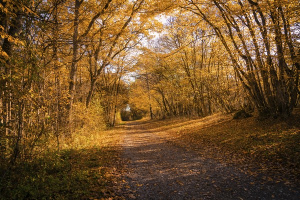 A path covered with autumn leaves under a glowing sky, Gechingen, Calw district, Germany