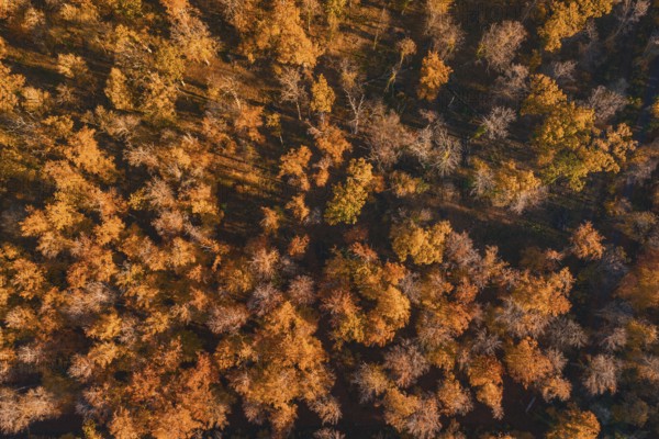 Orange and brown autumn trees cast long shadows on the forest floor, Gechingen, Calw district, Germany