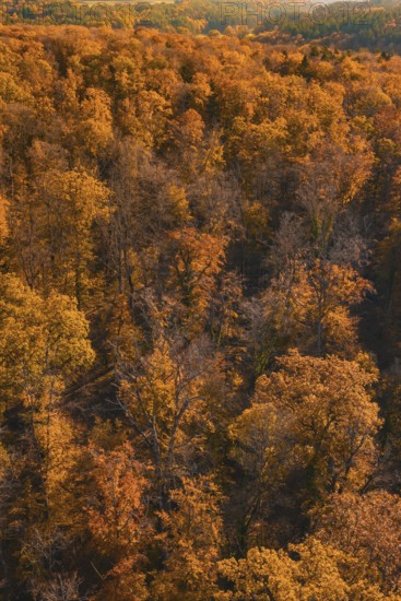Aerial view of a dense, orange forest area in autumn, Gechingen, Calw district, Germany