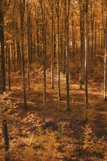 Dense, autumn-colored forest with a network of spotty lights, Gechingen, Calw district, Germany