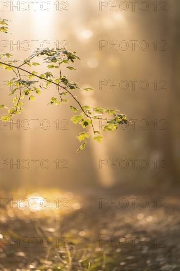 An illuminated branch with leaves against a blurred forest background, Gechingen, Calw district, Germany