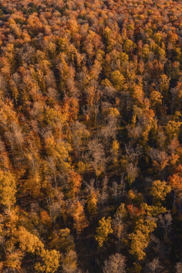 Aerial view of a dense autumn forest with orange-brown leaves, Gechingen, Calw district, Germany