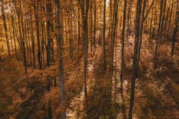 Sunlight creates patterns of light and shadow in a dense autumn forest, Gechingen, Calw district, Germany