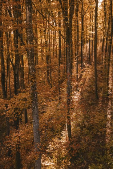Autumn forest with orange-brown leaves interspersed with sunlight and shade, Gechingen, Calw district, Germany