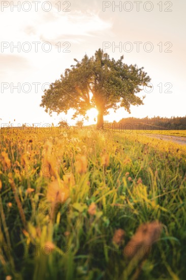 A tree stands in a meadow, illuminated by warm evening light, Gechingen, Calw district, Germany