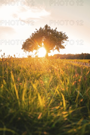 A tree in a meadow at sunset with a harmonious atmosphere, Gechingen, Calw district, Germany