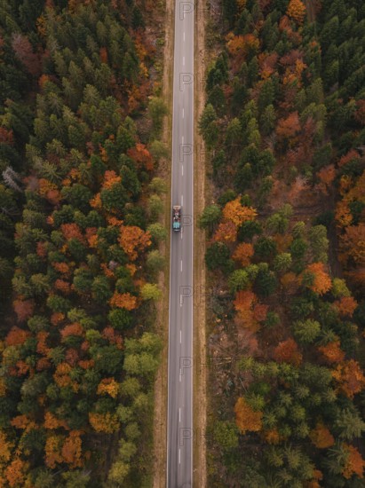 A straight road through a colorful autumn forest seen from the air, Gechingen, Calw district, Germany