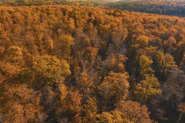 Forests in autumn shades of orange that stretch to the horizon, Gechingen, Calw district, Germany