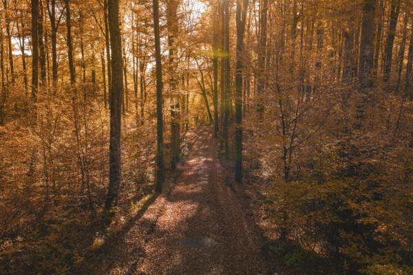 A forest trail in autumn, crisscrossed by warm sunlight and bright leaves, Gechingen, Calw district, Germany