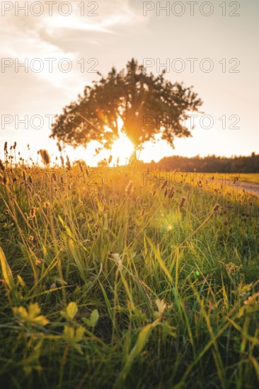 A tree flooded with sunlight stands in a green field, Gechingen, Calw district, Germany