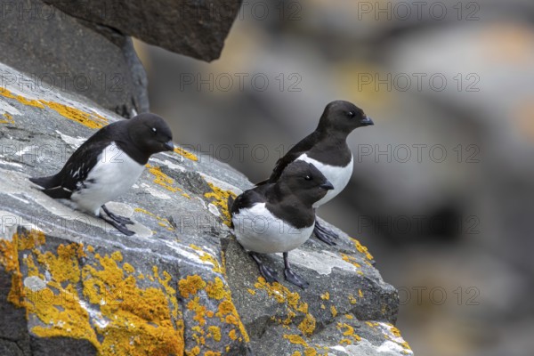 Three little auks, dovekies (Alle alle) perched on rock on top of sea cliff along the Arctic Ocean coast, Svalbard, Spitsbergen, Norway