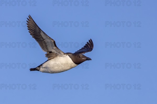 Thick-billed murre, Brünnich's guillemot (Uria lomvia lomvia) flying against blue sky in summer, Svalbard, Spitsbergen