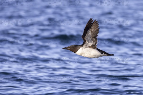 Thick-billed murre, Brünnich's guillemot (Uria lomvia lomvia) flying over sea water of the Arctic Ocean in summer, Svalbard, Spitsbergen
