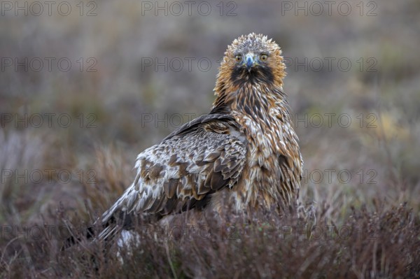 European golden eagle (Aquila chrysaetos chrysaetos) adult resting in moorland, heathland in winter