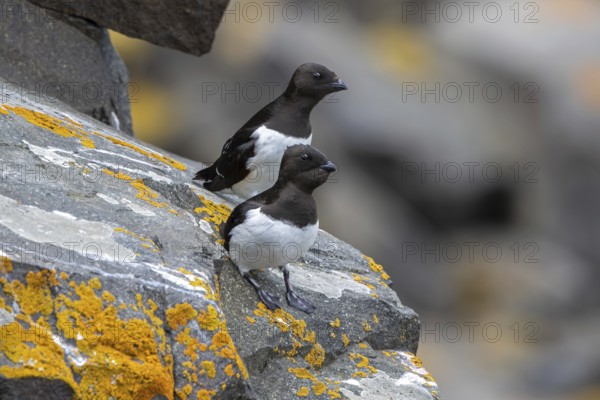 Two little auks, dovekies (Alle alle) perched on rock on top of sea cliff along the Arctic Ocean coast, Svalbard, Spitsbergen, Norway