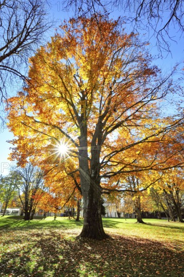 Backlight view of a beech tree in autumn colors in a park in Augsburg, Bavaria, Germany