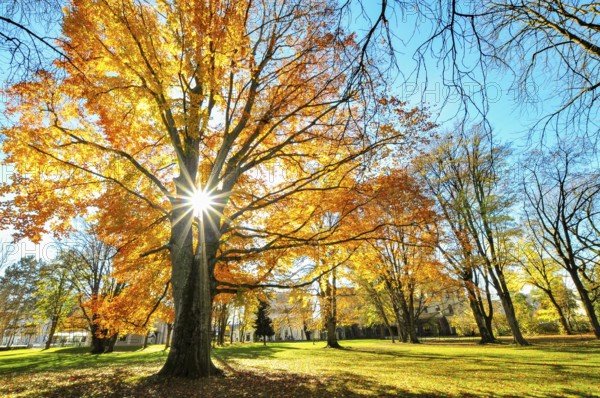 Backlight view of a beech tree in autumn colors in a park in Augsburg, Bavaria, Germany