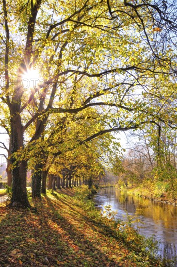 Backlight view of a linden tree alley on a canal in Augsbnurg, Bavaria, Germany