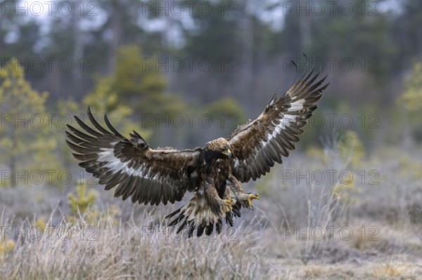 European golden eagle (Aquila chrysaetos chrysaetos) juvenile showing large talons in flight while landing in moorland, heathland in winter