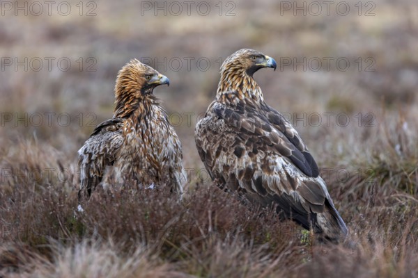 Two European golden eagles (Aquila chrysaetos chrysaetos) sitting in moorland, heathland in winter