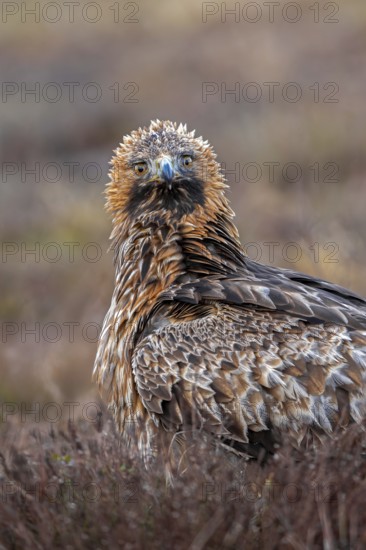 European golden eagle (Aquila chrysaetos chrysaetos) close-up portrait of adult in moorland, heathland in winter