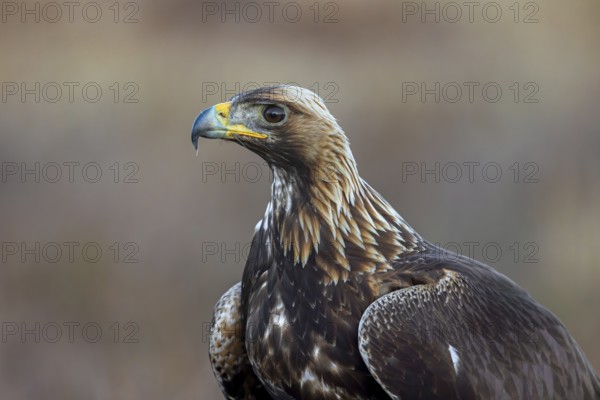 European golden eagle (Aquila chrysaetos chrysaetos) close-up portrait of juvenile in moorland, heathland in winter