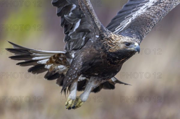 European golden eagle (Aquila chrysaetos chrysaetos) juvenile flying over moorland, heathland in winter