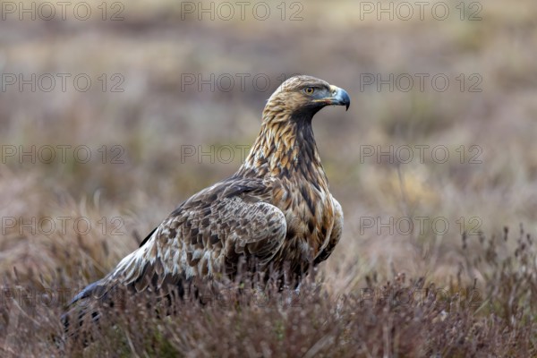 European golden eagle (Aquila chrysaetos chrysaetos) adult resting in moorland, heathland in winter