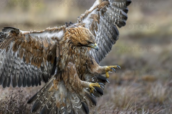 European golden eagle (Aquila chrysaetos chrysaetos) adult showing large talons in flight while landing in moorland, heathland in winter
