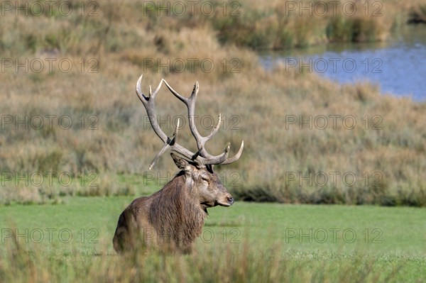 Rutting red deer (Cervus elaphus) stag with big antlers resting in grassland during the rut in autumn, fall