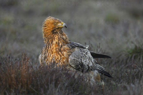 European golden eagle (Aquila chrysaetos chrysaetos) close-up portrait of adult in moorland, heathland in winter