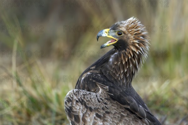 European golden eagle (Aquila chrysaetos chrysaetos) juvenile calling in moorland, heathland in winter