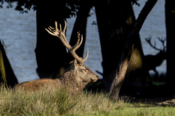 Majestic red deer (Cervus elaphus) stag with big antlers resting in grassland on lake shore during the rut in autumn, fall