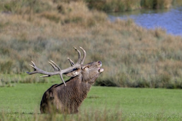 Rutting red deer (Cervus elaphus) stag with big antlers roaring, burling in grassland on lake shore during the rut in autumn, fall