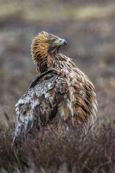 European golden eagle (Aquila chrysaetos chrysaetos) adult resting in moorland, heathland in winter