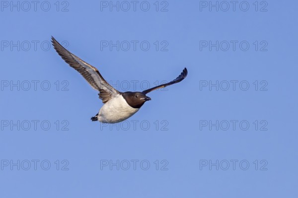 Thick-billed murre, Brünnich's guillemot (Uria lomvia lomvia) flying against blue sky in summer, Svalbard, Spitsbergen
