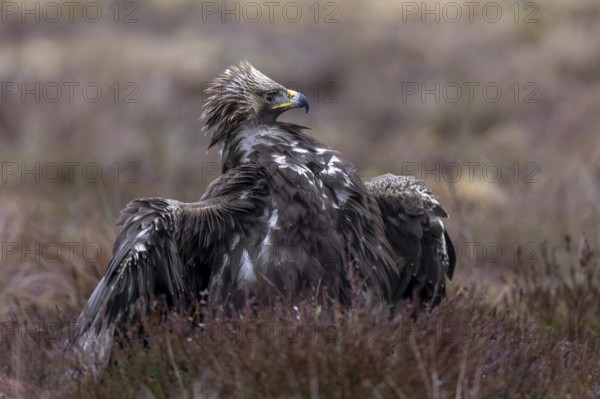 European golden eagle (Aquila chrysaetos chrysaetos) juvenile spreading wings in moorland, heathland in winter