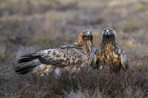 Two European golden eagles (Aquila chrysaetos chrysaetos) sitting in moorland, heathland in winter