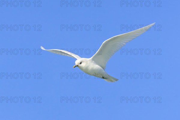 Ivory gull (Pagophila eburnea, Larus eburneus) flying against blue sky along the coast of Svalbard, Spitsbergen, Norway